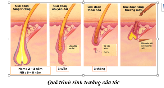 TOP Cách mọc tóc nhanh cho nam an toàn hiệu quả