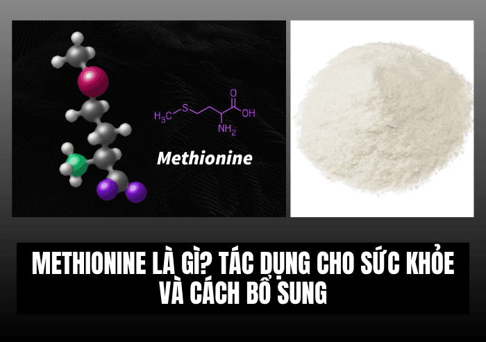 Methionine Là Gì? Tác Dụng Cho Sức Khỏe Và Cách Bổ Sung