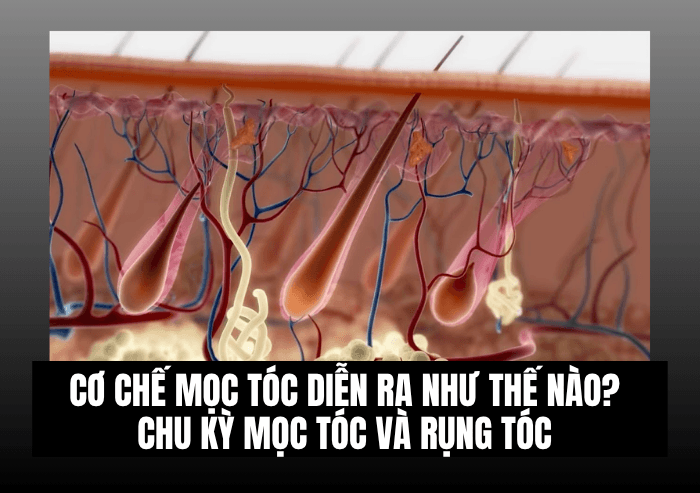 Cơ Chế Mọc Tóc Diễn Ra Như Thế Nào? Chu Kỳ Mọc Tóc Và Rụng Tóc